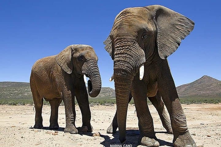 Aquila Wildlife Safari Tour