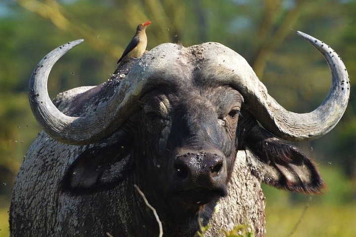 6-Day Best Kenya Safari: Samburu, Lake Nakuru & Masai Mara Park