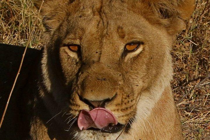 1 Day Moremi Game Drive Safari, guided
