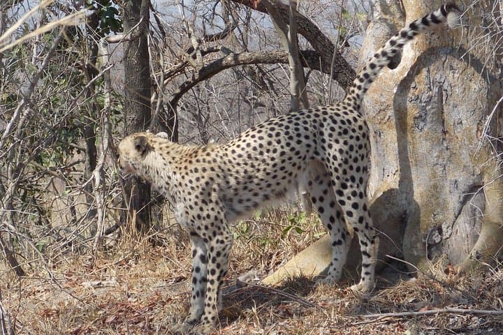 Kruger National Park - Private Sunrise Half day Safari trip.