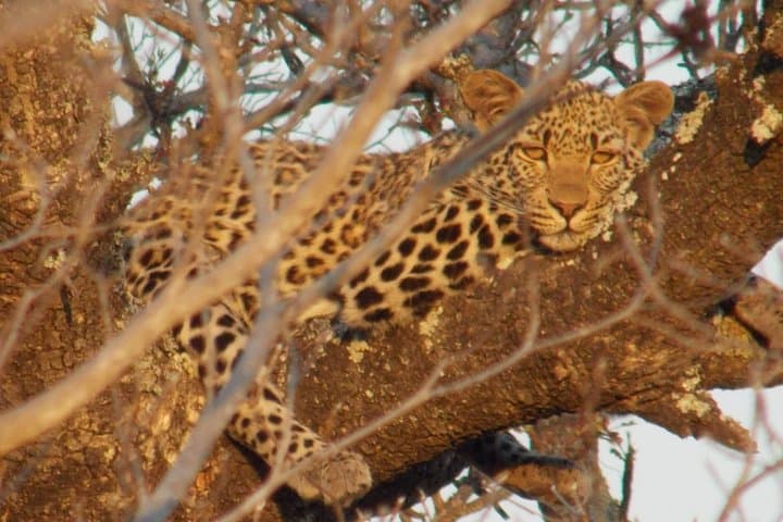 Kruger National Park - Private Sunrise Half day Safari trip.