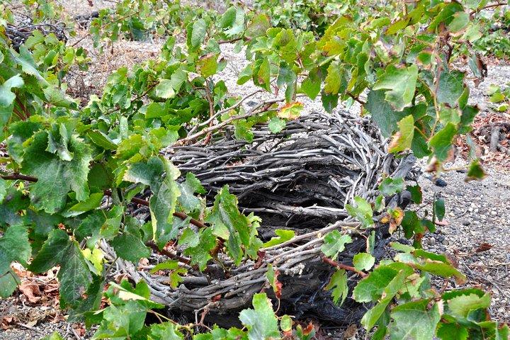 Santorini: 4hr Private Wine Tasting Tour