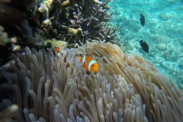 Bali Snorkeling at Blue Lagoon beach all inluded