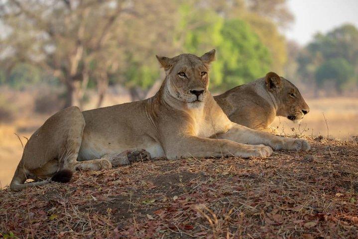2 Days safari to Nyerere Nationals parks from Zanzibar