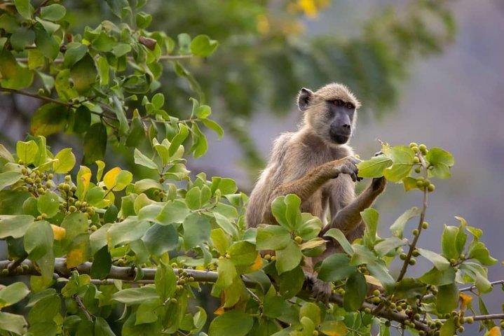 2 Days safari to Nyerere Nationals parks from Zanzibar