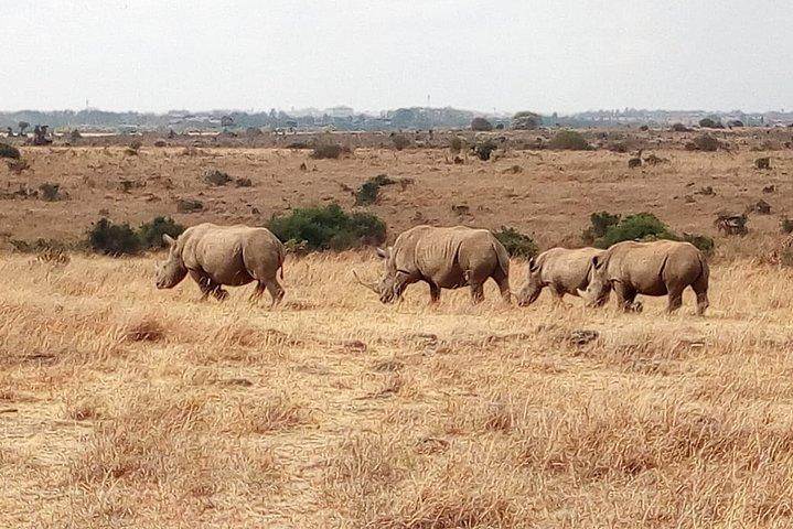 Mombasa & Diani: Group Day Trips to Tsavo Park