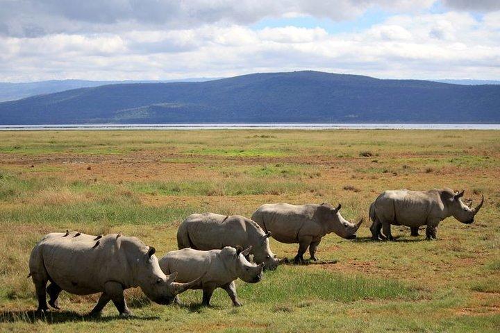 Lake Nakuru National Park & Boat Ride at Lake Naivasha Day Tour From Nairobi