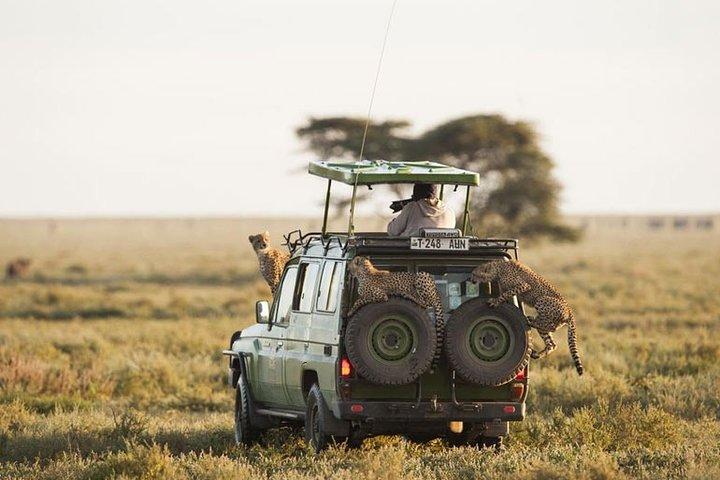 The Big 5 Safari