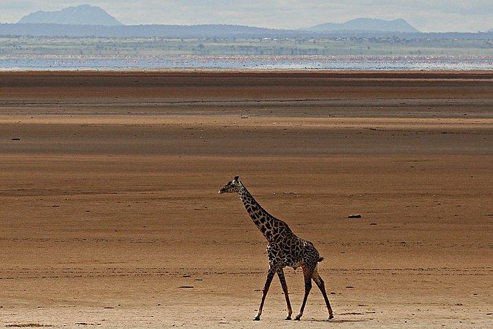 2 Days Private Tour to Ngorongoro and Tarangire National Park