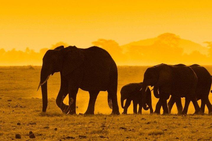 2 Days Private Tour to Ngorongoro and Tarangire National Park