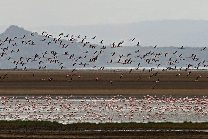 2 Days Private Tour to Ngorongoro and Tarangire National Park