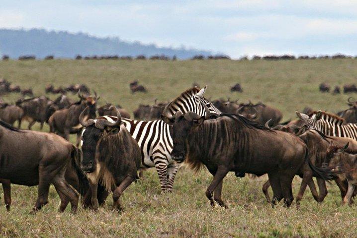 3 Days Private Serengeti and Ngorongoro Safari