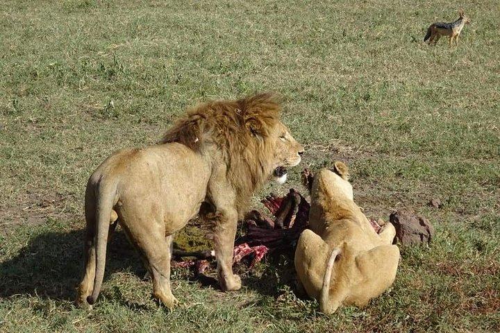 3 Days Private Serengeti and Ngorongoro Safari
