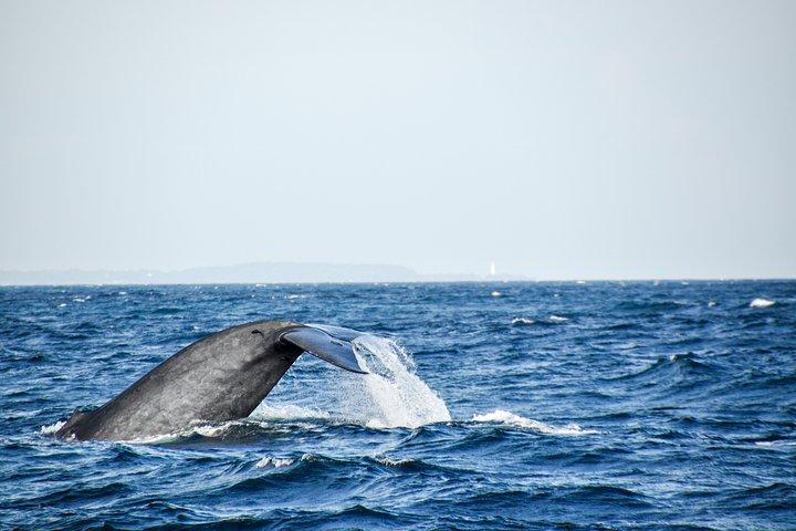 Mirissa Whale Watching Private Day Trip from Colombo or Negombo