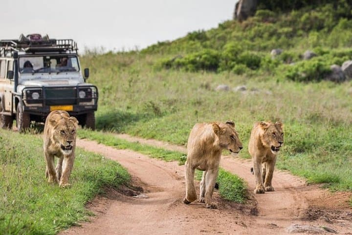 14 Days Private Safari in Kenya and Tanzania from Nairobi