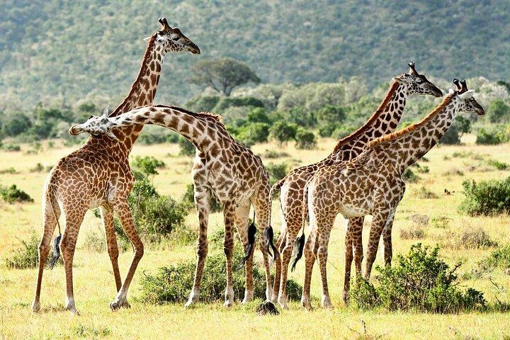 9-Day Taste of Kenya Wildlife Luxury Safari