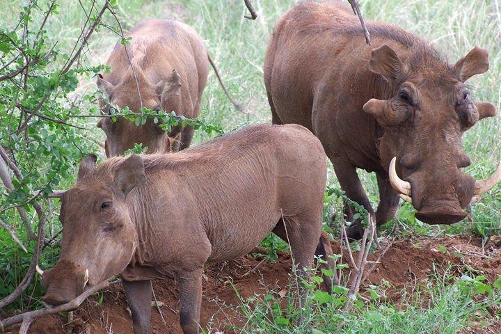 1 Day Red Elephant Safari starting from Diani beach.