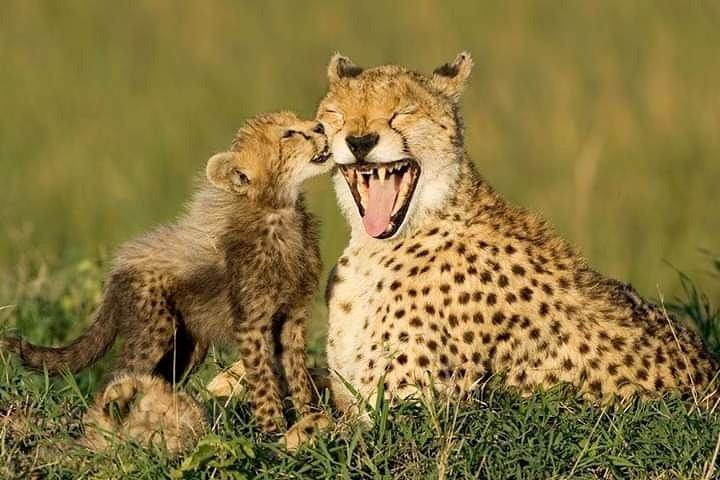 2-Day Ol Pejeta Conservancy Guided Safari Tour from Nairobi