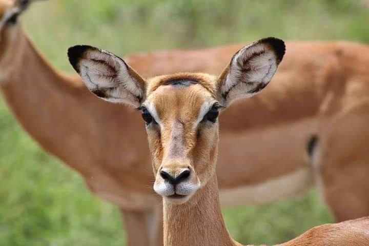 2-Day Ol Pejeta Conservancy Guided Safari Tour from Nairobi