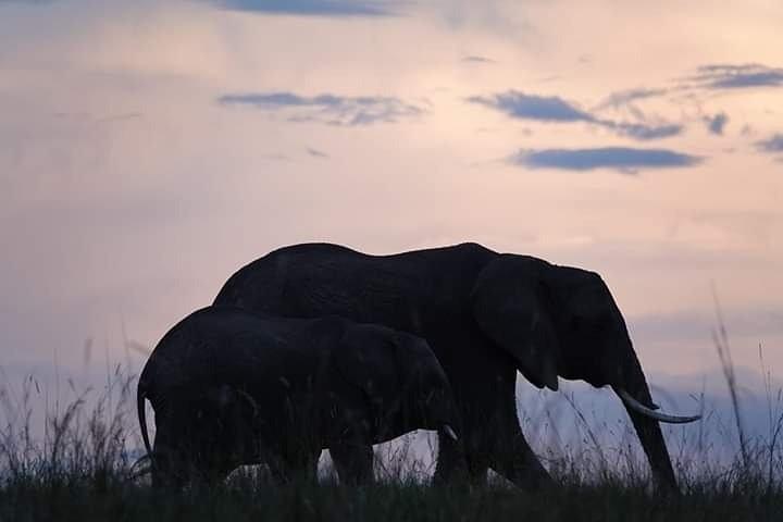 2-Day Ol Pejeta Conservancy Guided Safari Tour from Nairobi