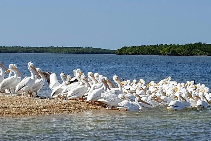 Everglades National Park Biologist Led Adventure: Cruise, Hike + Airboat