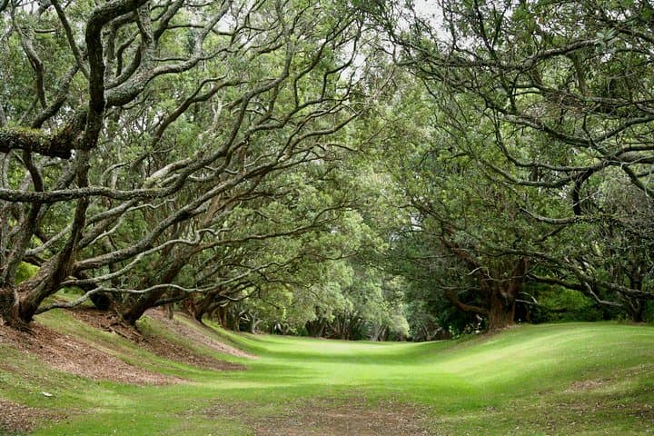 Auckland Coastal Experience - Small Group City & Beach Tour Incl. Wine Tasting