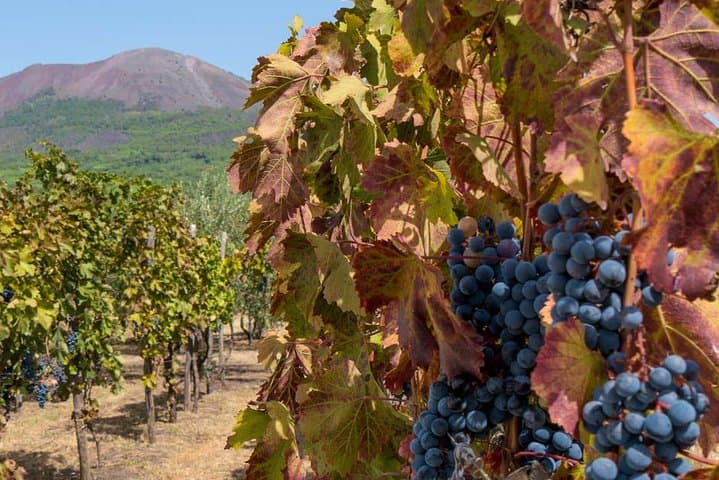 Vesuvius Wine Tasting Tour with Typical Lunch on the Slopes