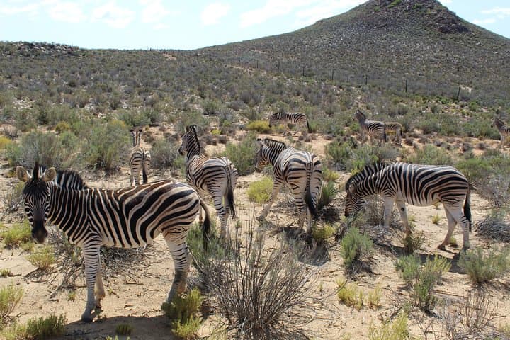Private Return Transfer To Aquila African Big 5 Safari From Cape Town - Full Day