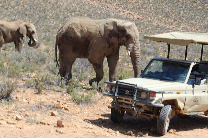 Safari Game Drive With Wine Tasting Option Close To Cape Town