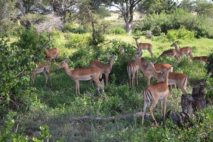 2 DAYS TAITA HILLS SAFARI (Minimum 2 pax)