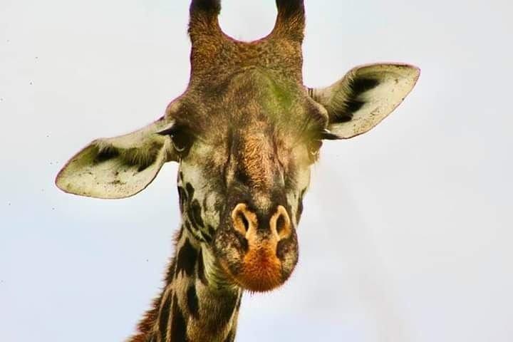 2-Day Ol Pejeta Conservancy Guided Safari Tour from Nairobi