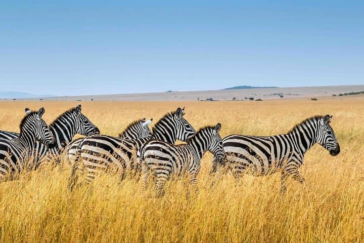 Private Transfer from Jomo Kenyatta Airport (NBO) to Masai Mara