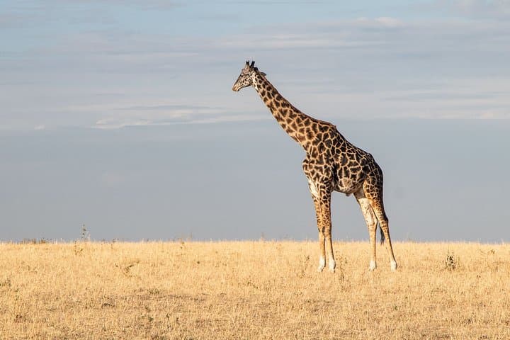 Private Transfer from Jomo Kenyatta Airport (NBO) to Masai Mara