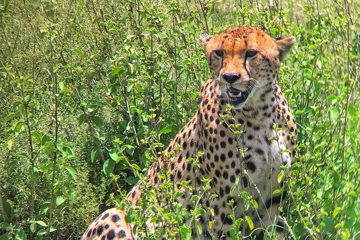 10 Days Northern & Southern Kenya Savannah Private Safari