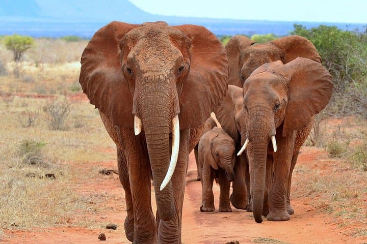 14 Days Private Safari in Kenya and Tanzania from Nairobi