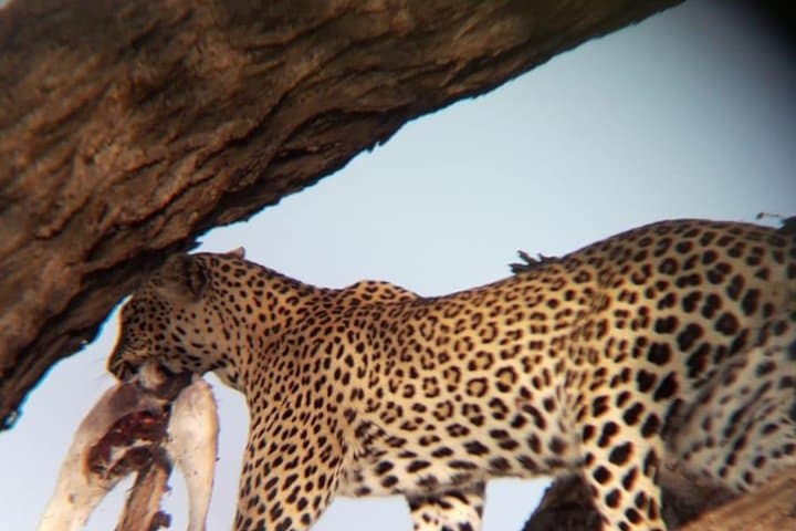 4 Days Safaris to Samburu N/R, Ol Pejeta Conservancy.
