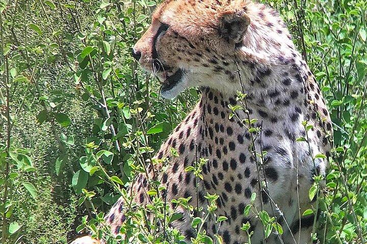 9-Day Taste of Kenya Wildlife Luxury Safari