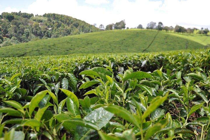 Kiambethu Tea Farm Full-Day Tour from Nairobi with Lunch
