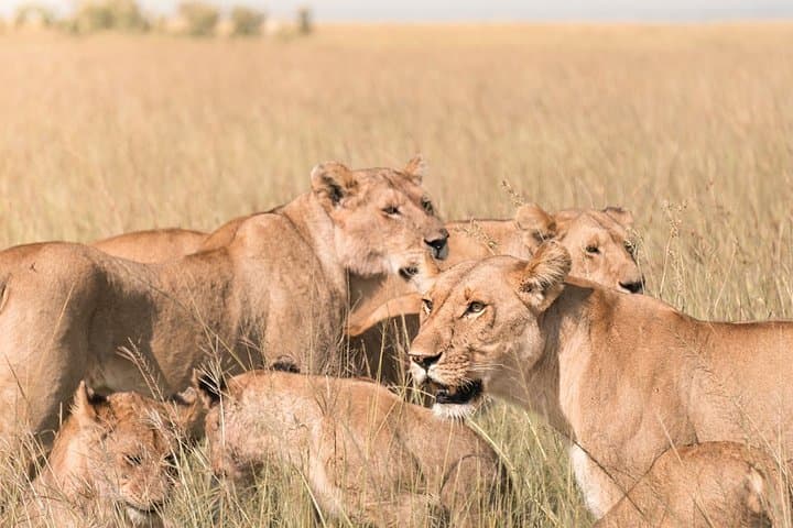 3 Days Masai Mara Wildebeest migration safari