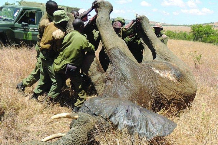 6 nights 7 days Masai Mara budget safari.