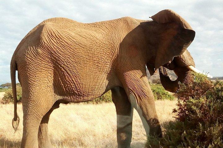 2-Day Maasai Mara National Reserve Safari from Nairobi