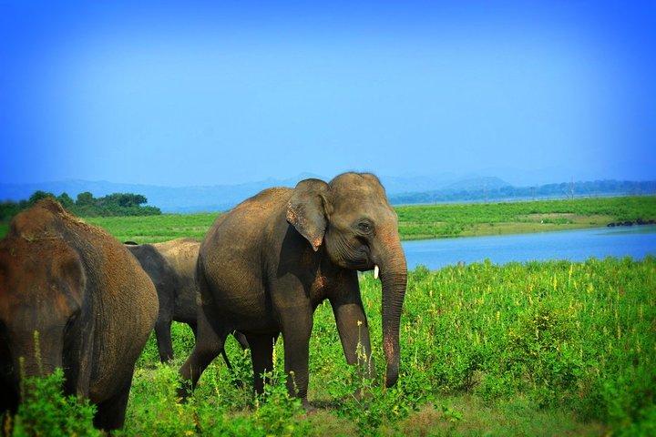 Udawalawe National Park — Full-Day Private Jeep Safari (8 Hours)