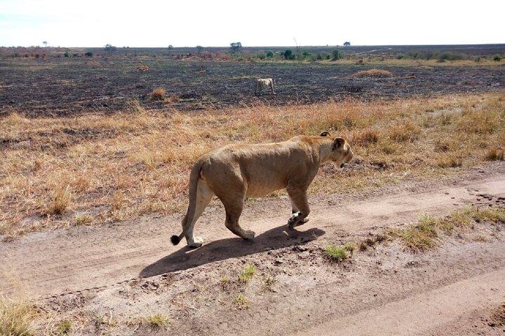 2 Days Private Safari in Samburu National Park from Nairobi