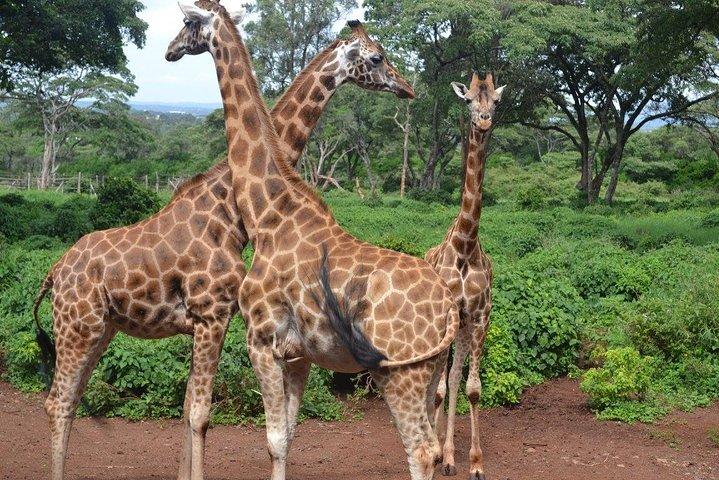 Giraffe Center Guided Tour from Nairobi