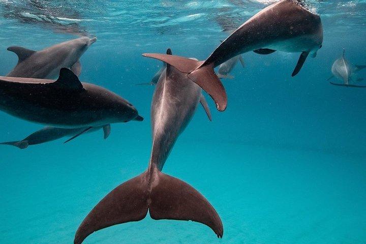 Zanzibar Dolphin Tour, Kuza Cave, Paje Beach, The Rock Restaurant, Jozani Forest