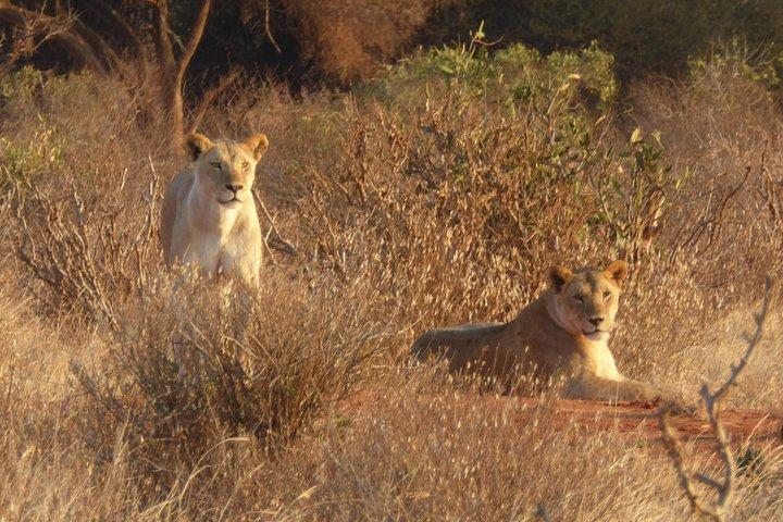 4-Day Tsavo East West and Amboseli National Park from Mombasa