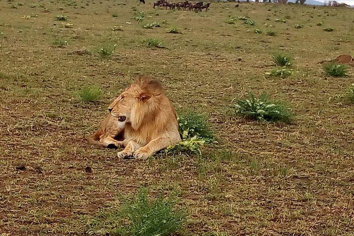 4-Day Tsavo East West and Amboseli National Park from Mombasa