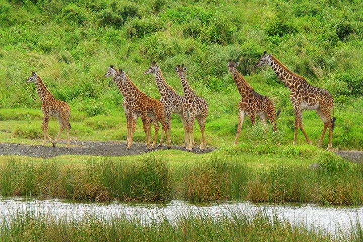 1 Day Arusha National Park