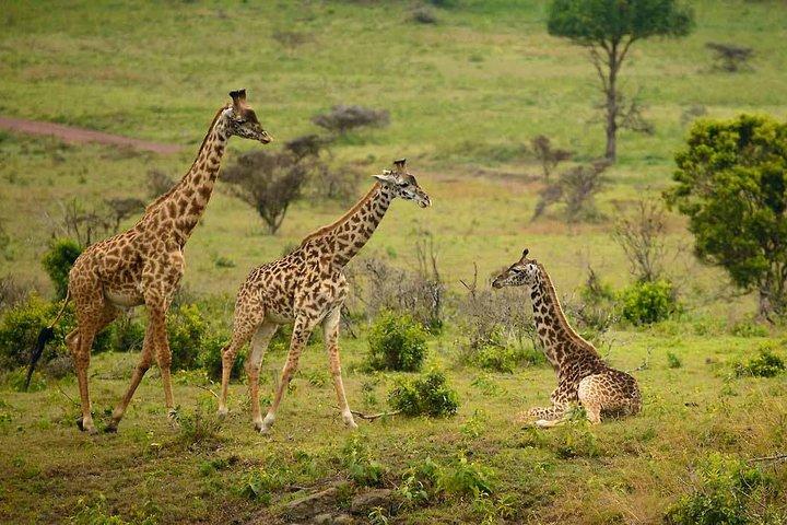 1 Day Arusha National Park