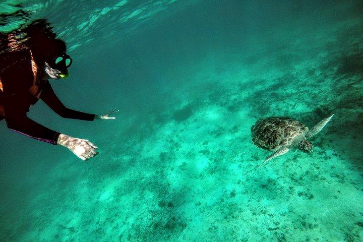 Private Cenote & Snorkeling Tour with Turtles in Akumal